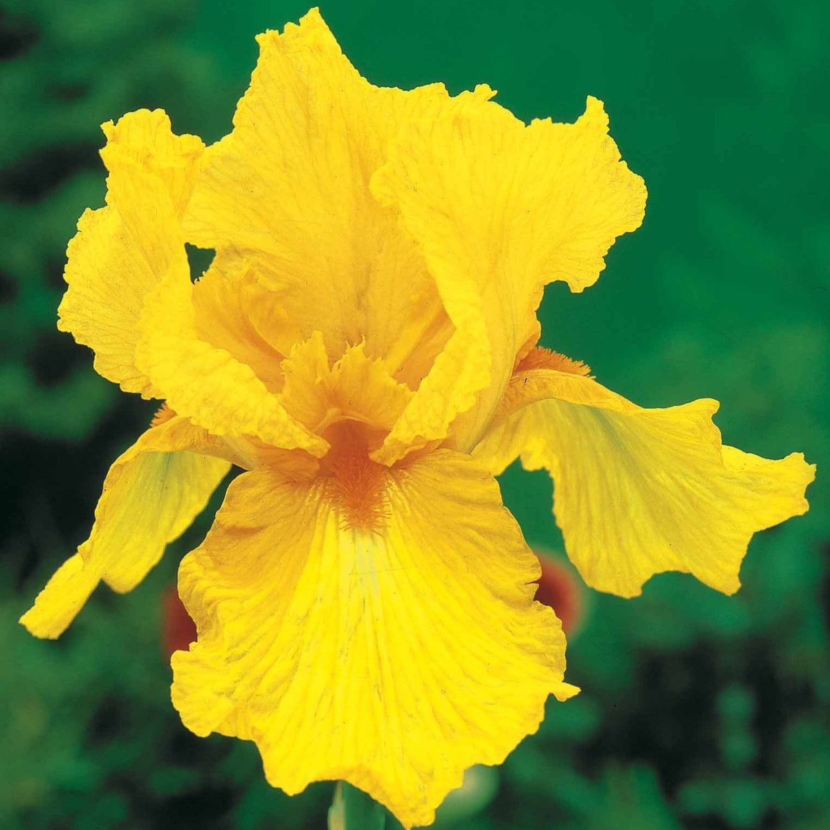 Iris germanica sangreal - Baardiris 'Sangreal' (x2) - Iris germanica - Duitse iris