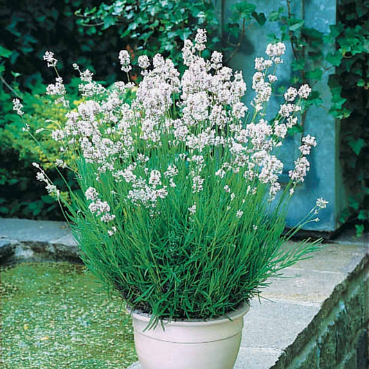 Lavendel 'Alba' - Lavandula angustifolia alba - Tuinplanten