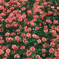 Bont kroonkruid (x2) - Coronilla varia - Tuinplanten