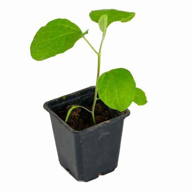Aubergine 'Rania' - Solanum melongena rania - Bakker