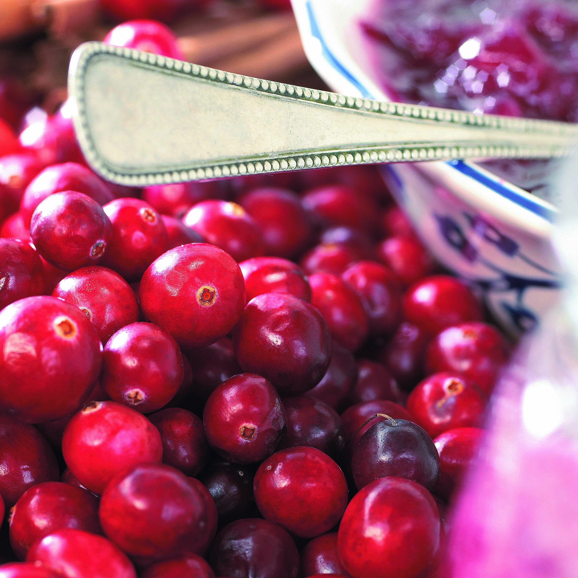 Veenbes (Cranberry) - Vaccinium macrocarpon - Fruit