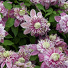 Bosrank 'Josephine' - Clematis josephine - Tuinplanten