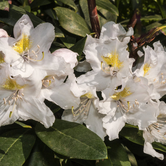 Rhododendron 'Cunningham's White' - Rhododendron cunningham's white - Heesters