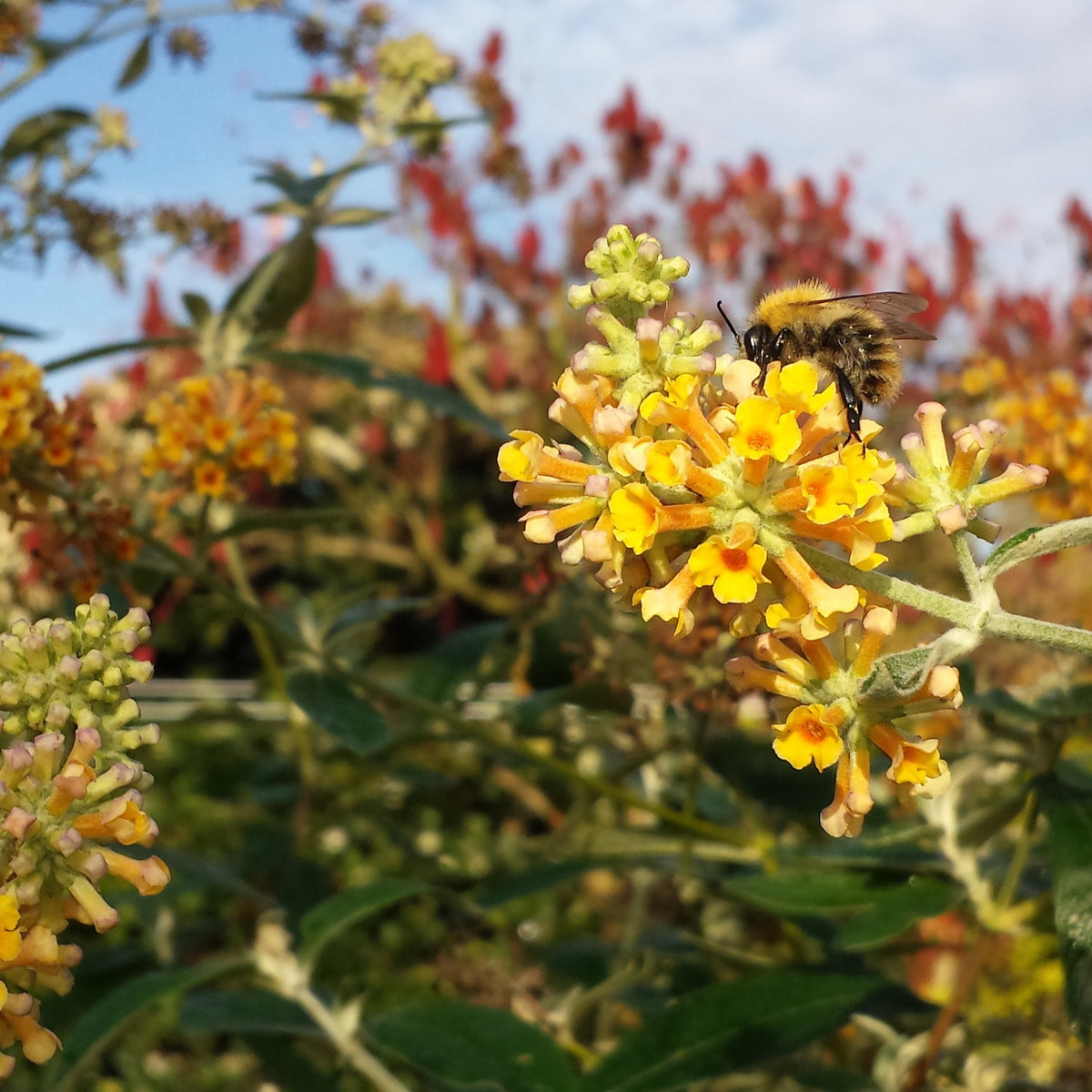 Vlinderstruik 'Sungold' - Bakker