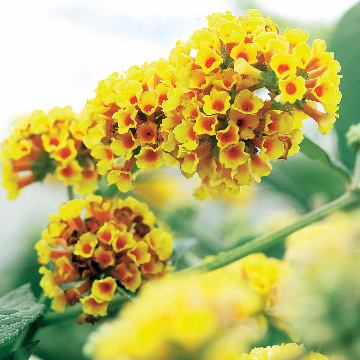 Vlinderstruik 'Sungold' - Buddleja x weyeriana Sungold - Bakker
