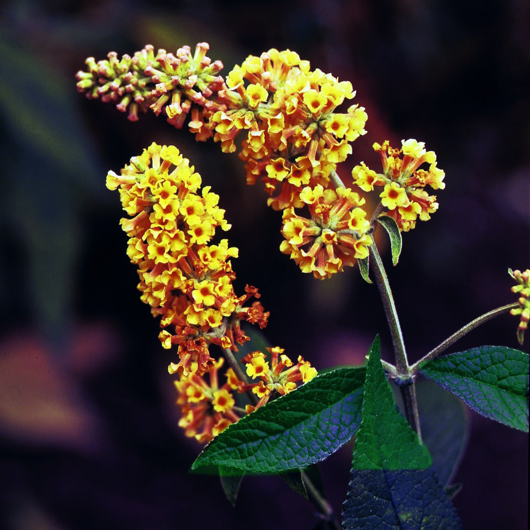 Buddleja x weyeriana Sungold - Vlinderstruik 'Sungold' - Vlinderstruik - Buddleja