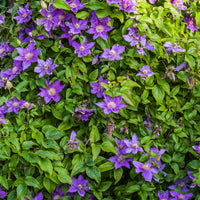 Bodembedekkende Bosrank Arabella - Clematis arabella - Tuinplanten