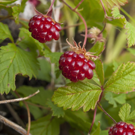 Poolbraam - Rubus arcticus - Fruit
