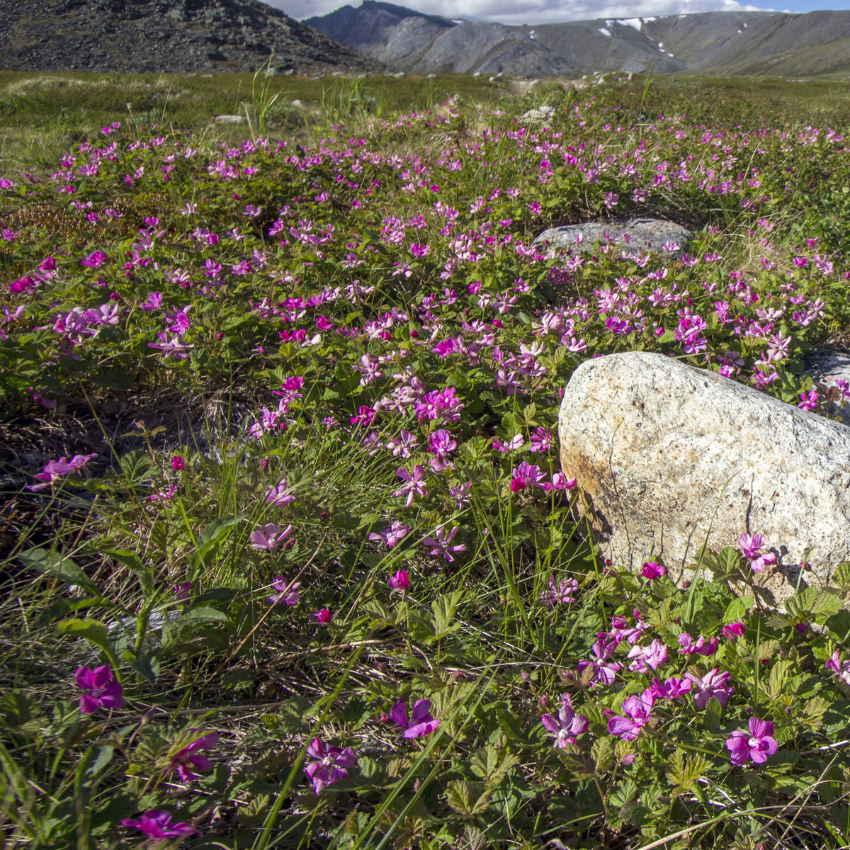 Poolbraam - Rubus arcticus - Bakker