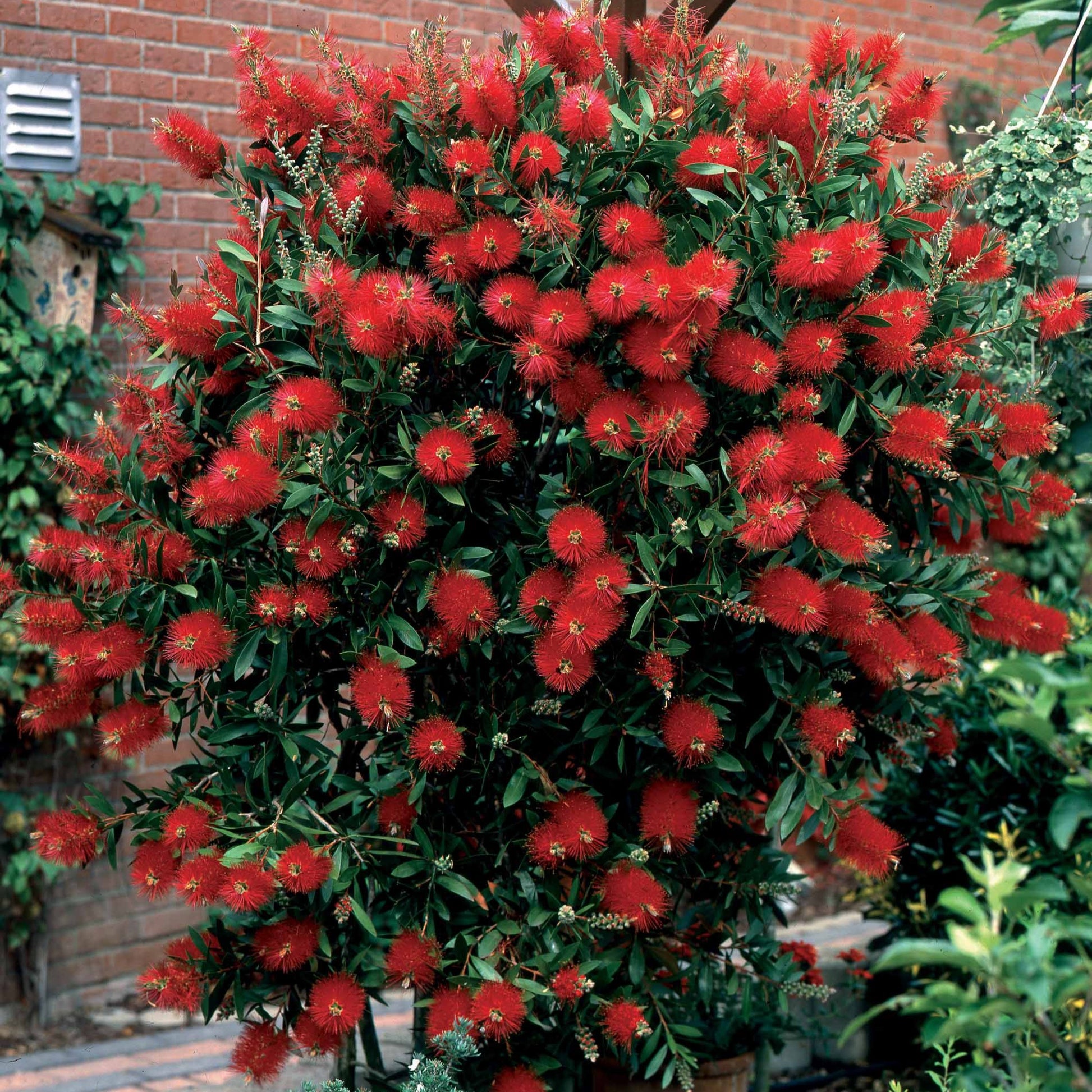 Lampepoetserplant - Callistemon laevis - Tuinplanten