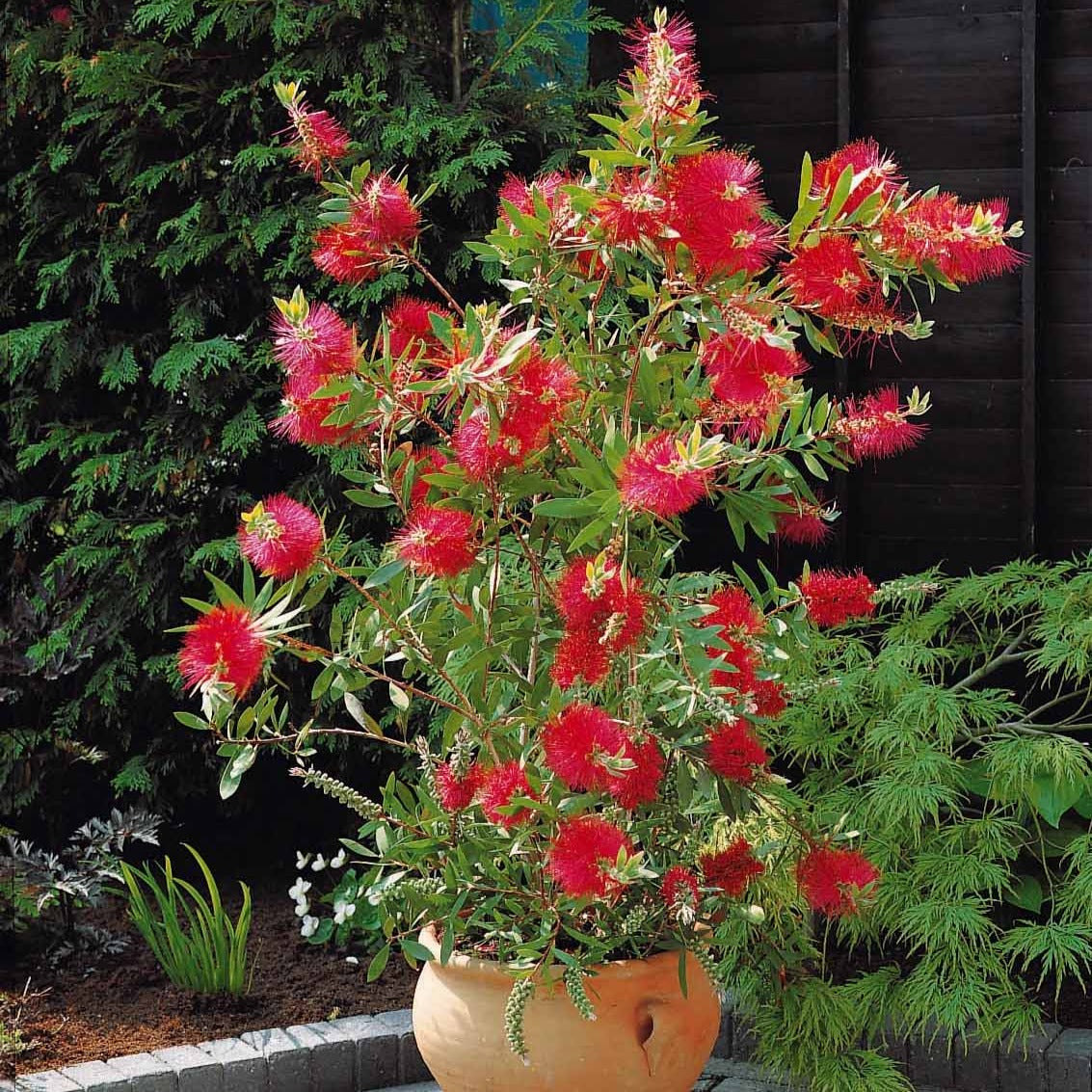 Lampepoetserplant - Callistemon laevis - Heesters en vaste planten