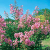 Indische sering - 'Petit Pink' - Lagerstroemia indica petit pink - Heesters