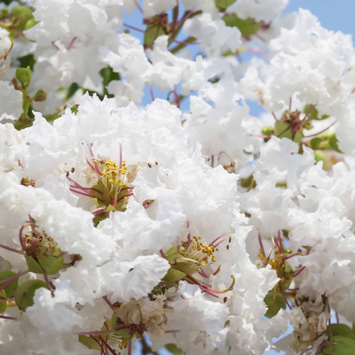 Lagerstroemia indica Neige d'Été - Indische sering - wit - Indische sering