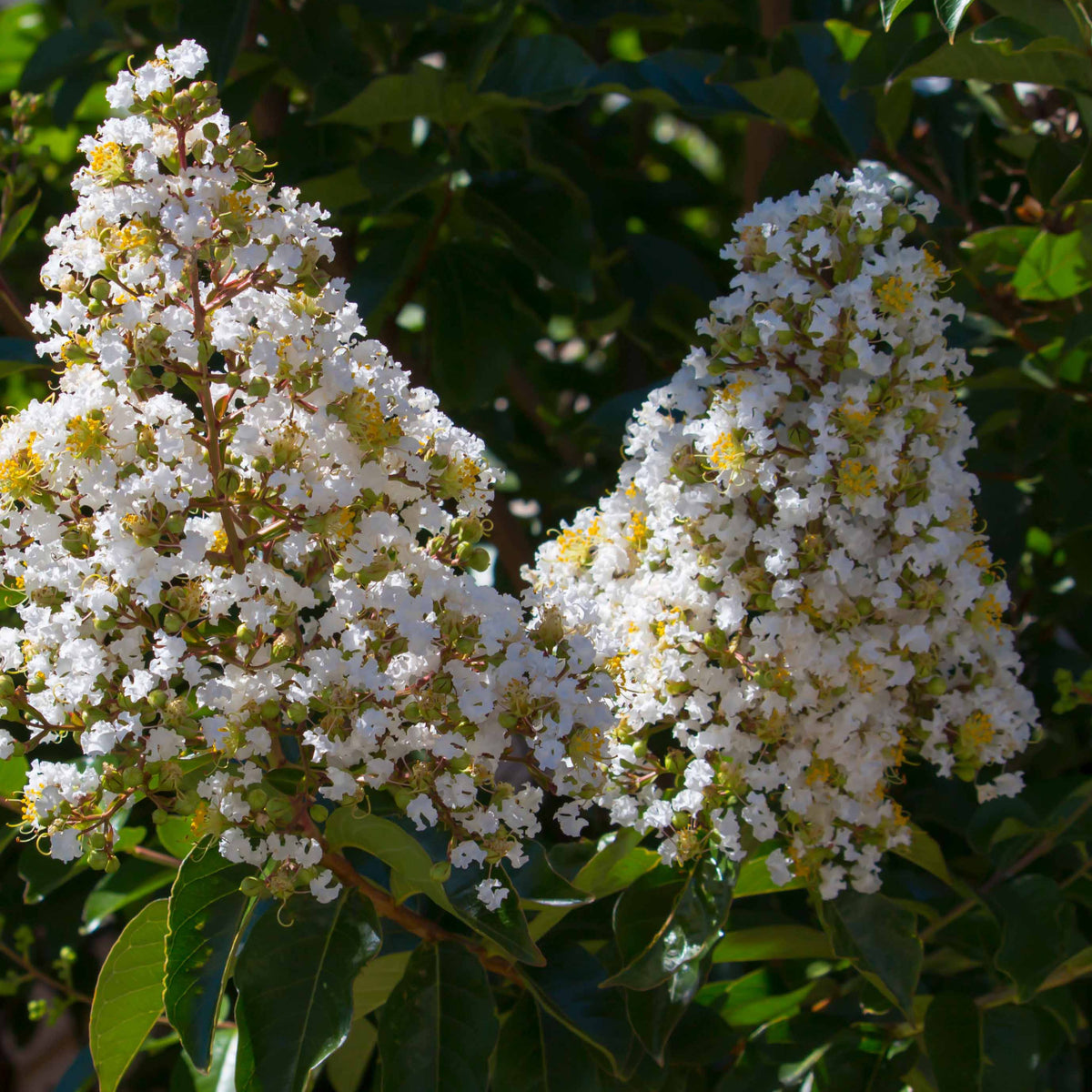 Verkoop Indische sering - wit - Lagerstroemia indica Neige d'Été