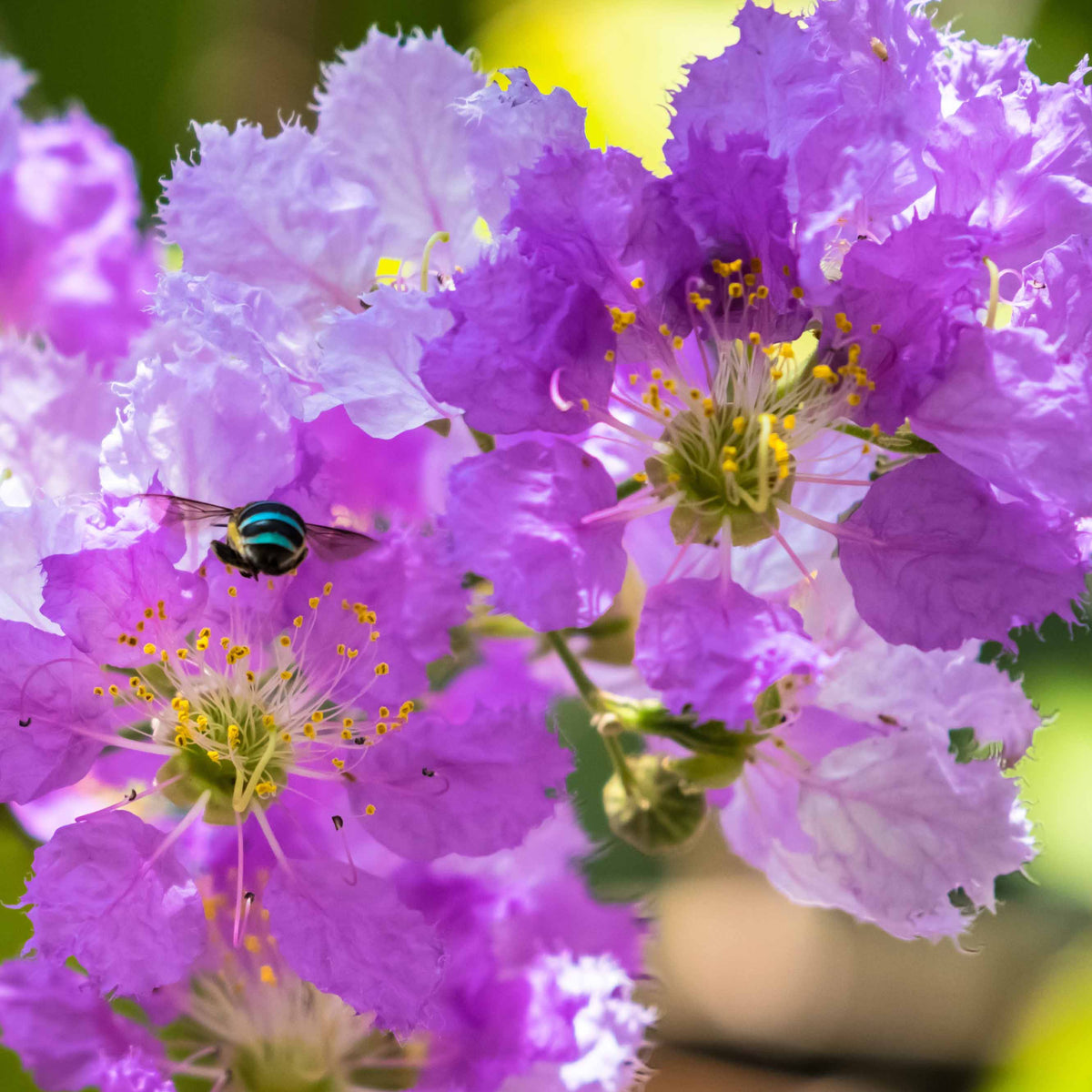 Indische sering - paars - Lagerstroemia indica Lafayette - Bakker