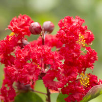 Indische sering - rood - Lagerstroemia indica Red Imperator