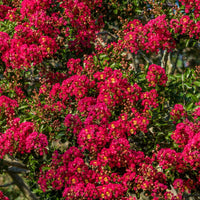 Indische sering - rood - Lagerstroemia indica Red Imperator - Heesters