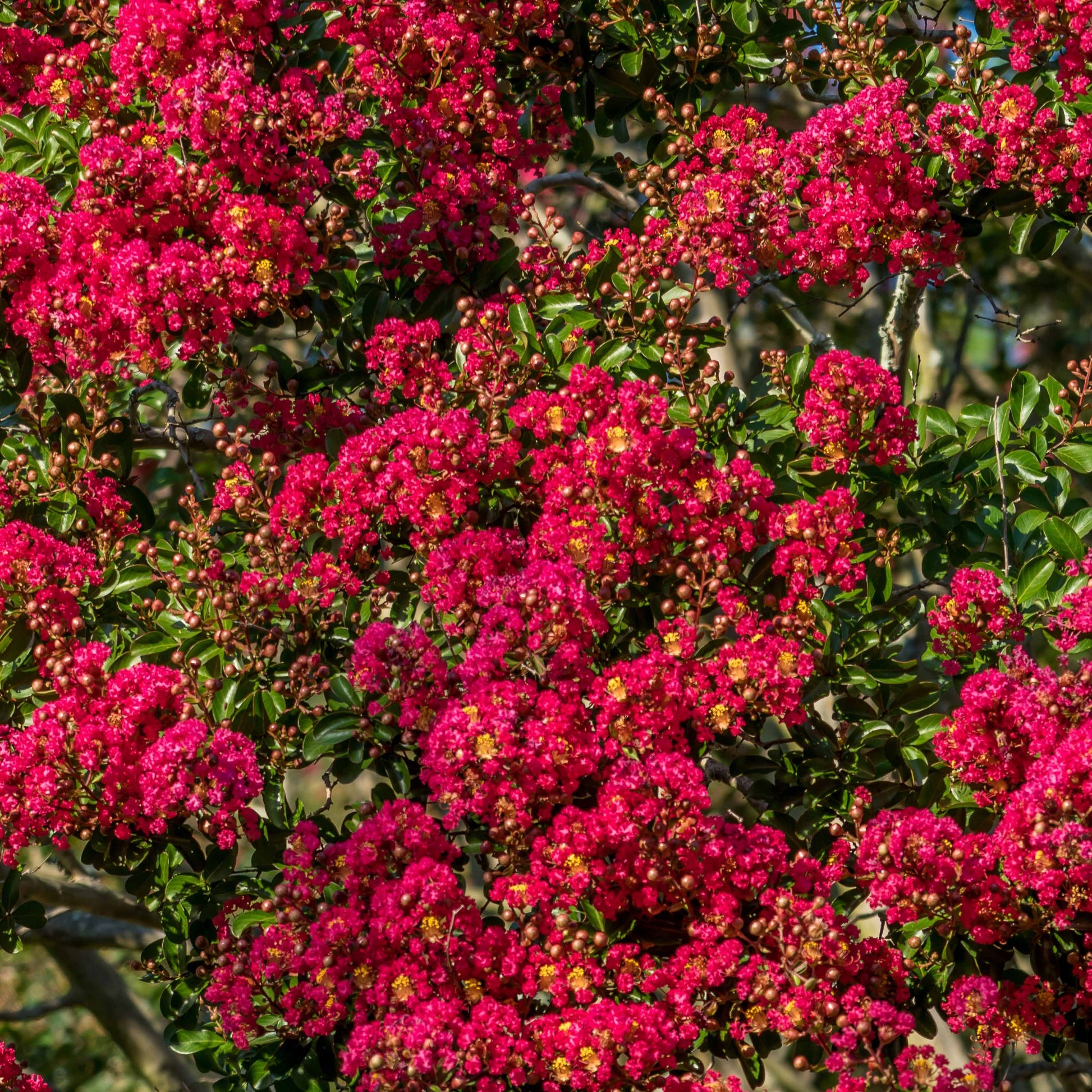 Indische sering - rood - Lagerstroemia indica Red Imperator - Heesters