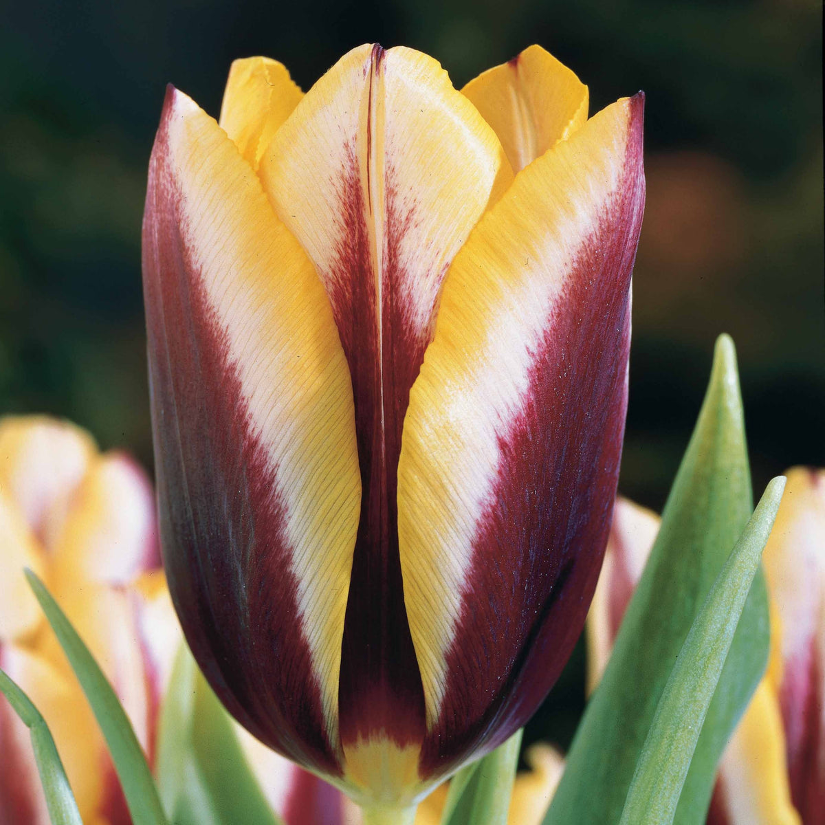 Tulpen 'Gavota' (x10) - Tulipa gavota - Bakker
