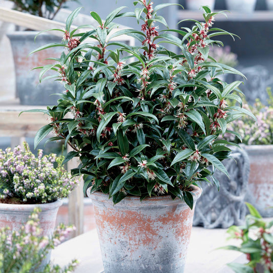Vleesbes 'Winter Gem' - Bakker