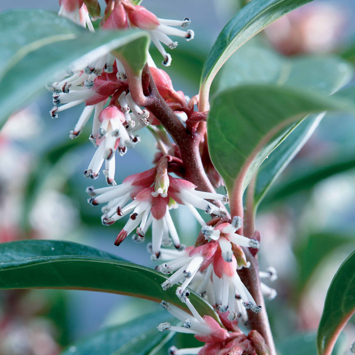 Vleesbes 'Winter Gem' - Sarcococca Winter Gem - Bakker