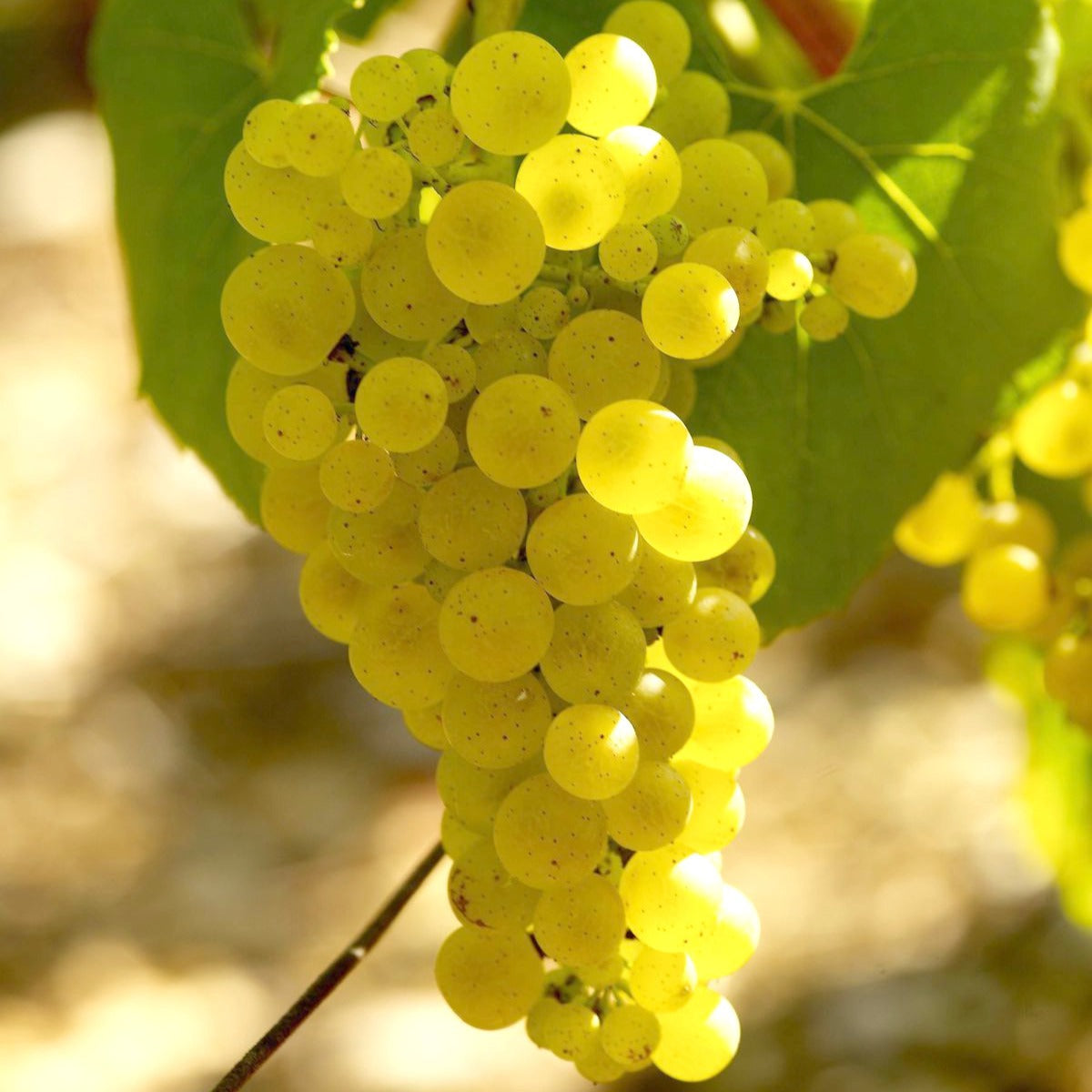 Druif 'Chardonnay' - Vitis vinifera chardonnay - Fruit