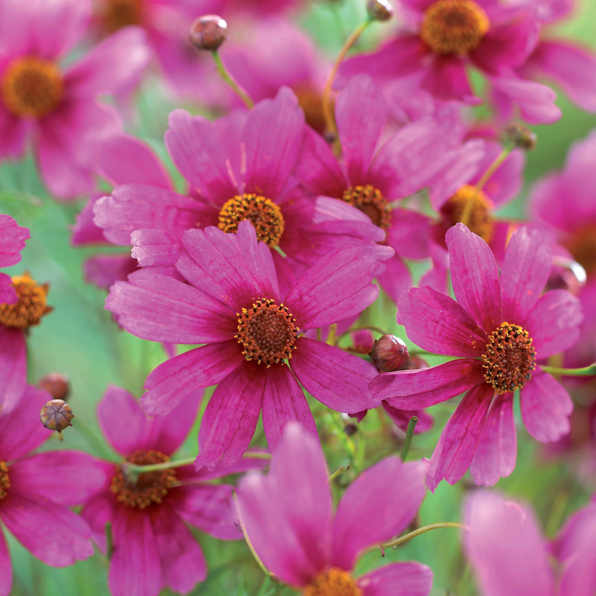 Coreopsis rosea heaven's gate - Meisjesogen Heaven's Gate - Meisjesogen