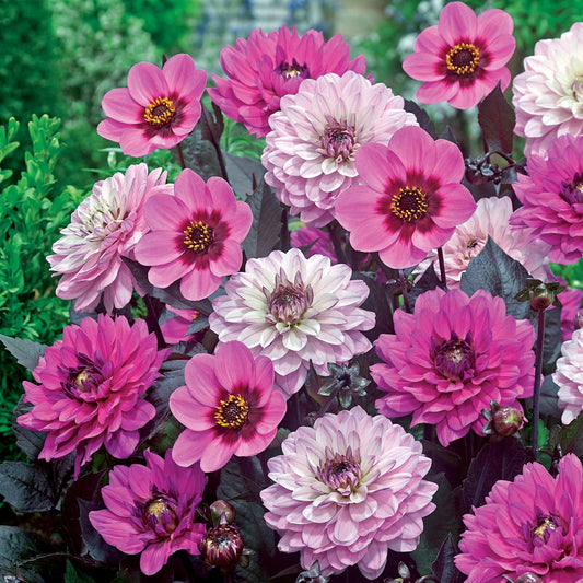 Dahlia Mix - paars-bladig (x6) - Bakker