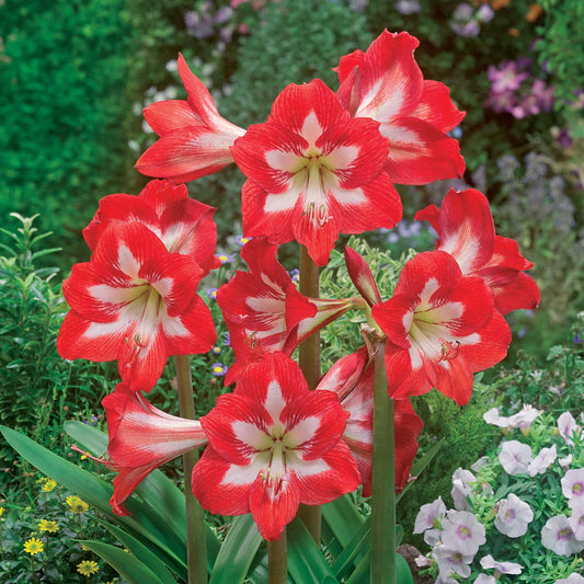 Amaryllis 'Eye Catcher' (x3) - Bakker