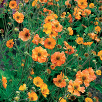 Nagelkruid - Geum totally tangerine - Vaste planten