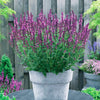 Salie 'Friesland Pink' (x3) - Salvia nemorosa friesland pink - Tuinplanten