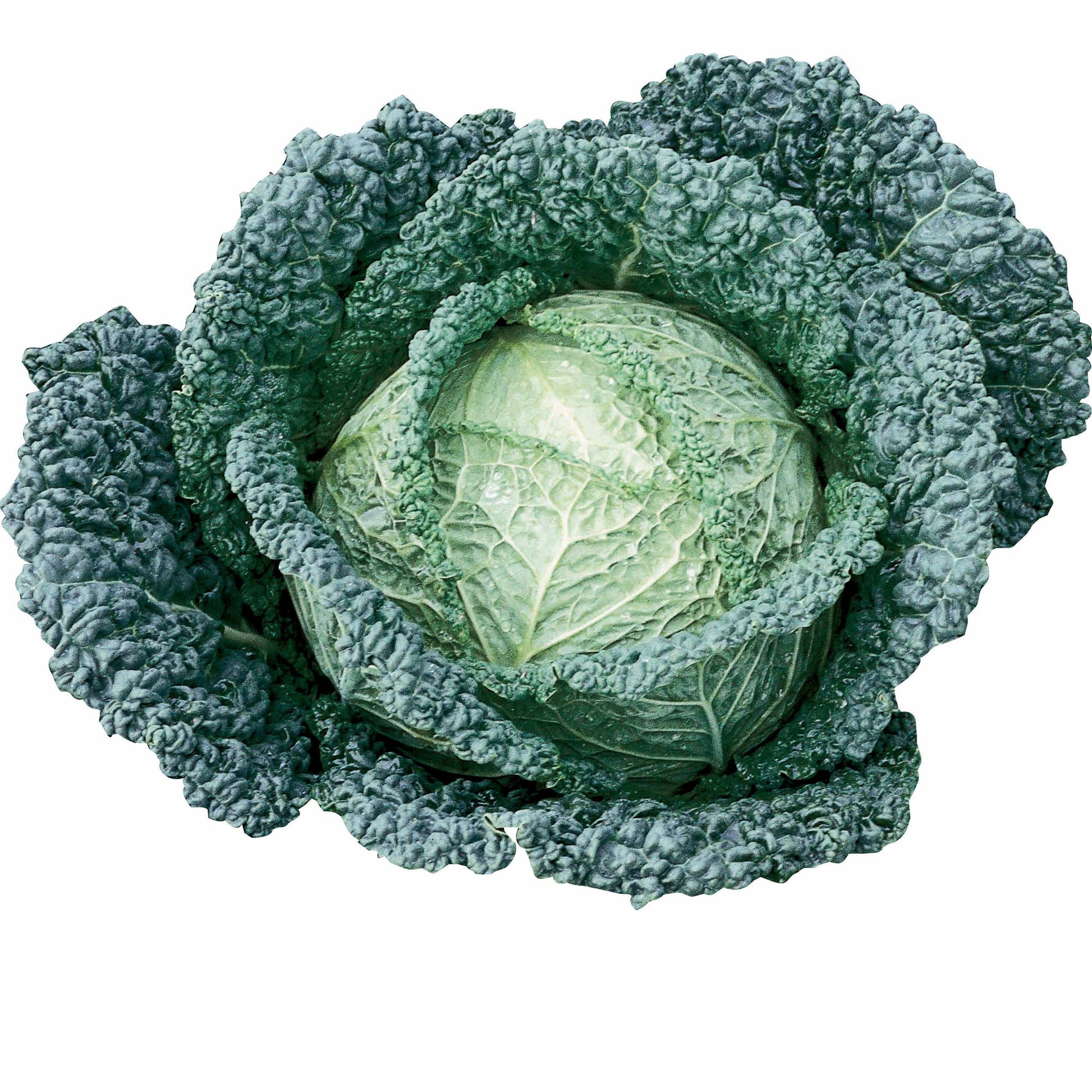 Savooiekool 'Capriccio F1' - Brassica oleracea sabauda capriccio f1 - Moestuin