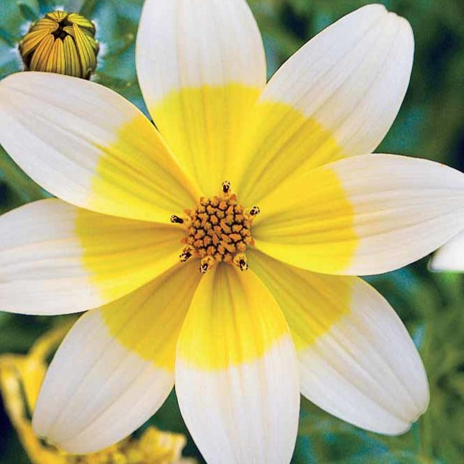 Gele bidens (x3) - Bidens ferulifolia taka tuka - Bakker