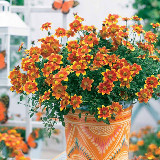 Bidens rood oranje (x3) - Bakker
