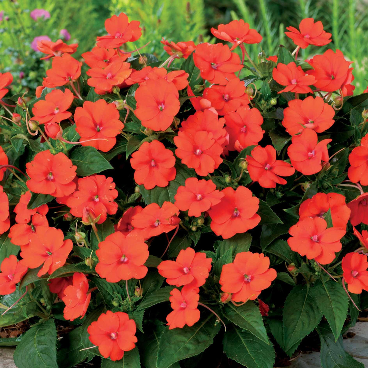 Oranje zonneplanten (x3) - Bakker