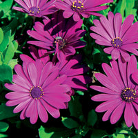 Spaanse margriet - paars (x3) - Osteospermum margarita purple - Terras- en balkonplanten