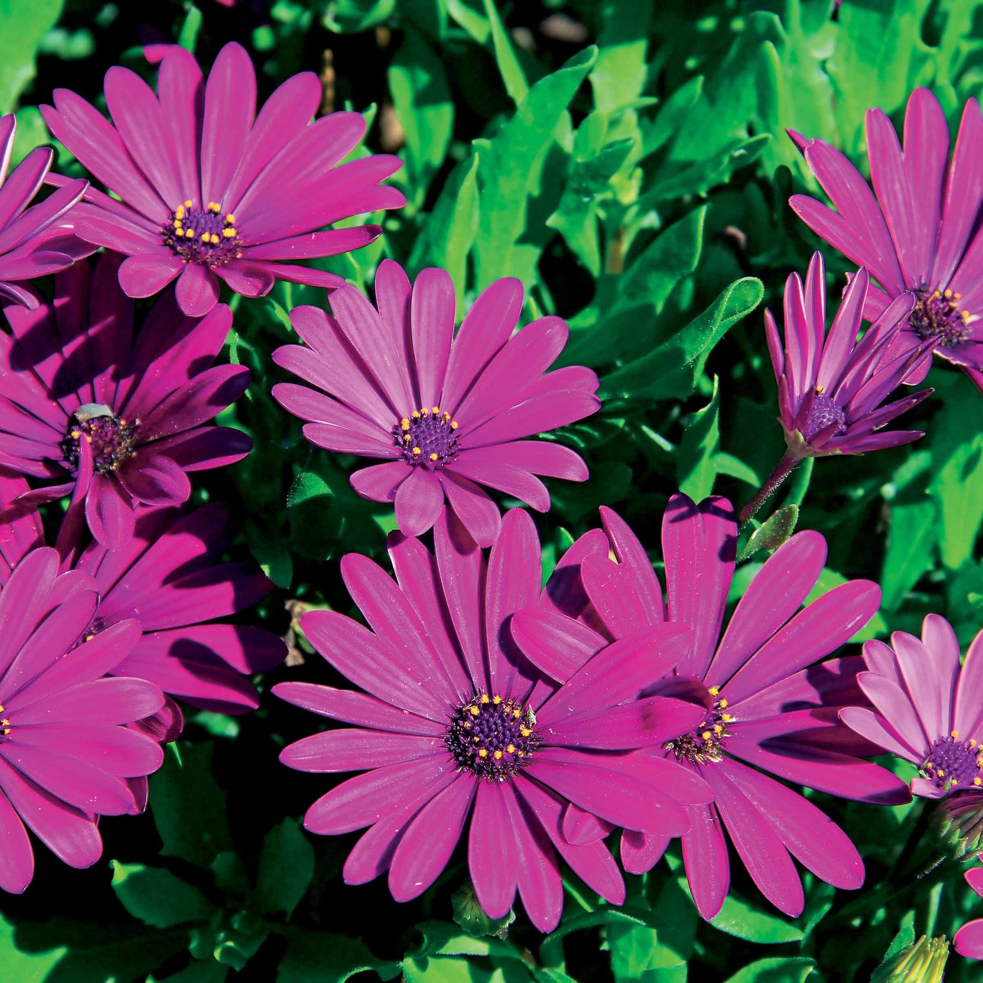 Spaanse margriet - paars (x3) - Osteospermum margarita purple - Perkplanten