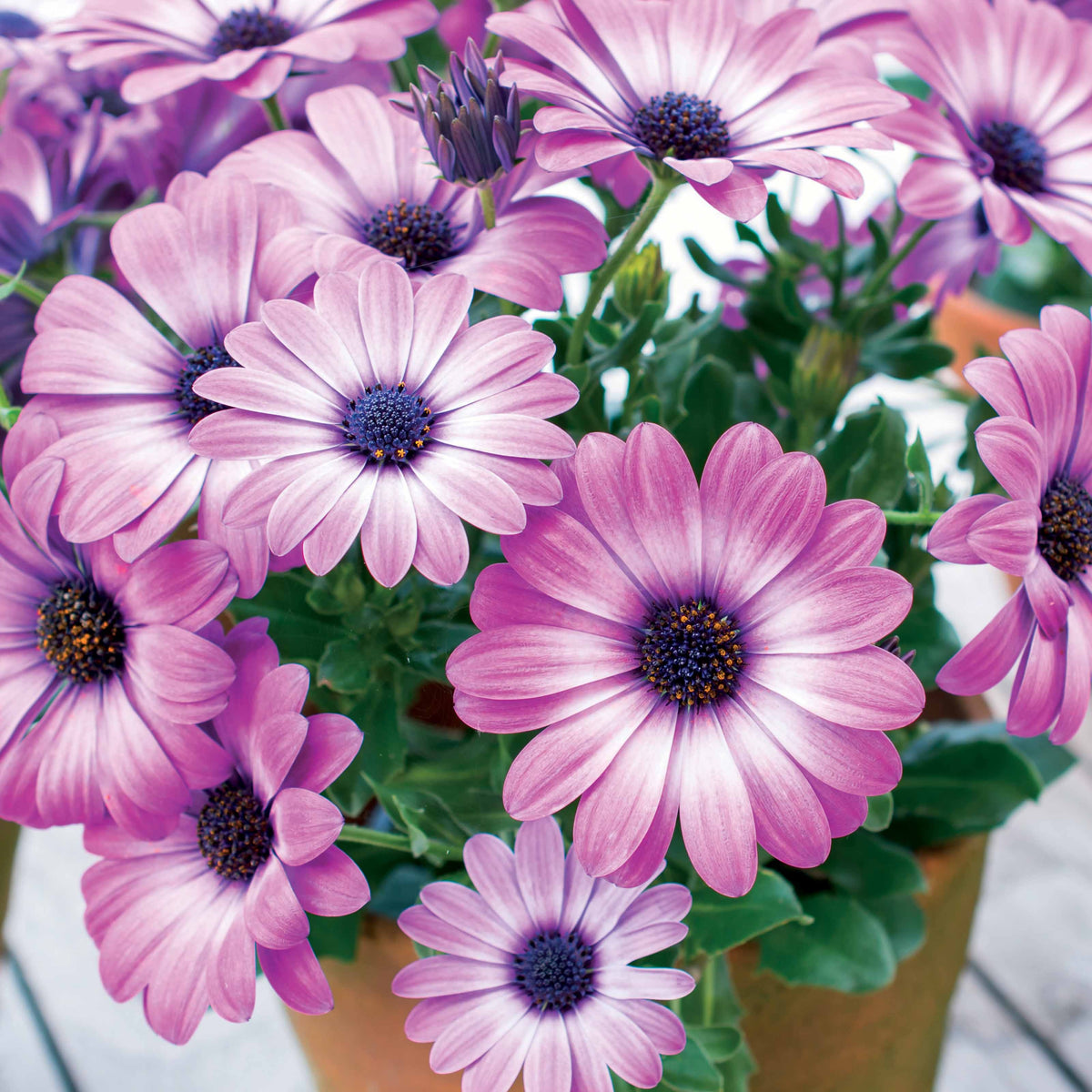 Spaanse margriet 'Pink Flave' (x3) - Osteospermum margarita pink flave - Bakker