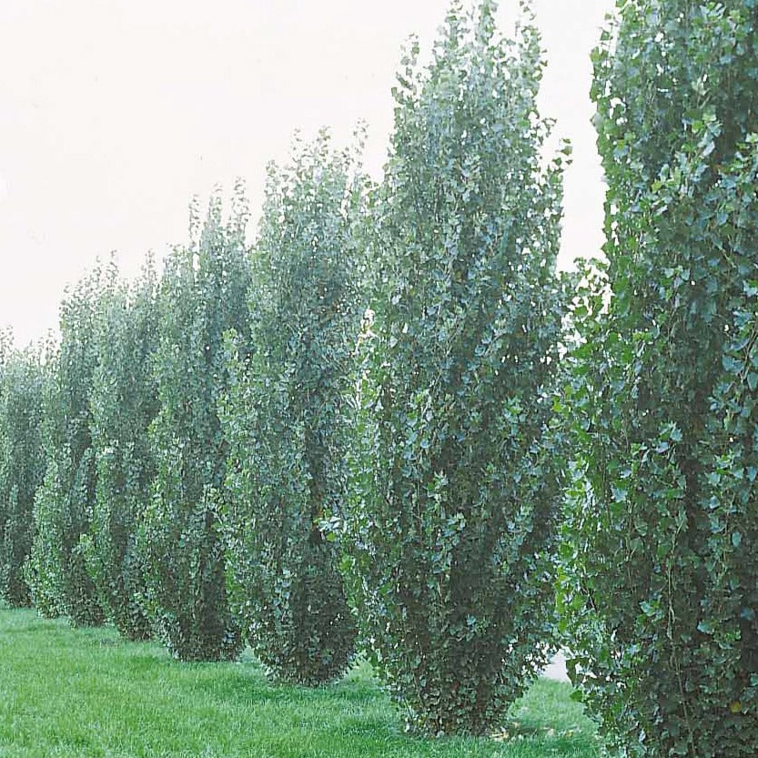 Italiaanse populier 'Italica' (x10) - Populus nigra italica - Heesters en vaste planten