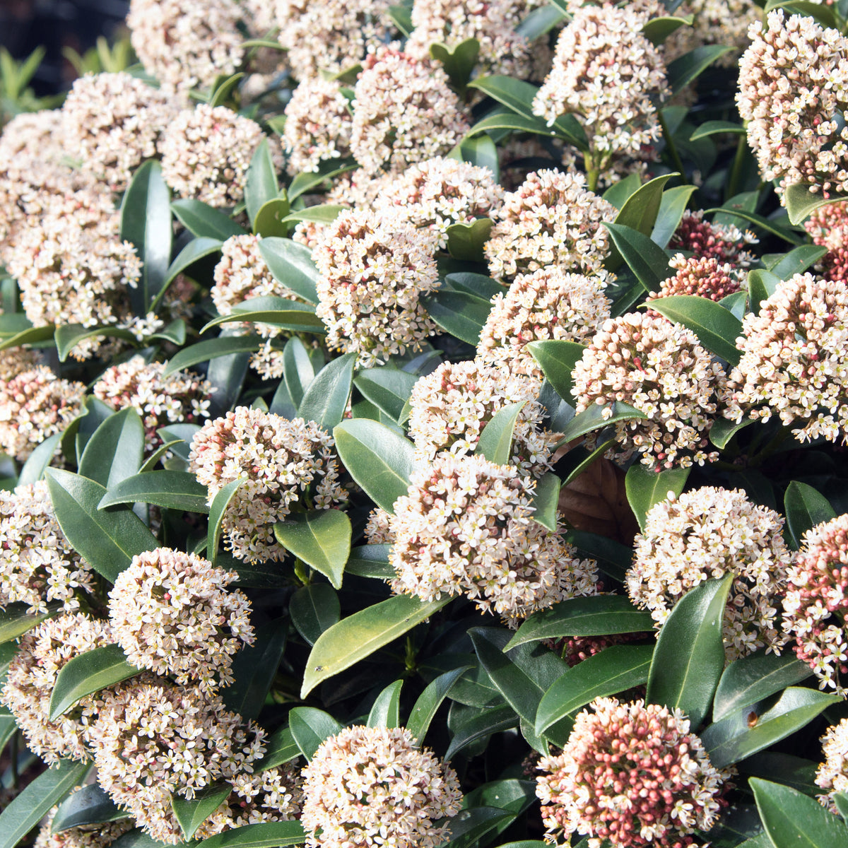 Skimmia japonica - Skimmia - Wintergroene planten