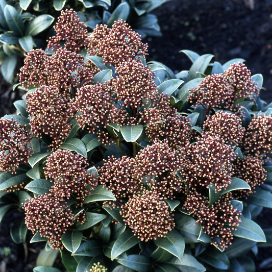 Skimmia - Skimmia japonica - Plant eigenschap