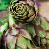 Artisjok 'Violet de Provence' - Cynara cardunculus scolymus violet de provence - Groente