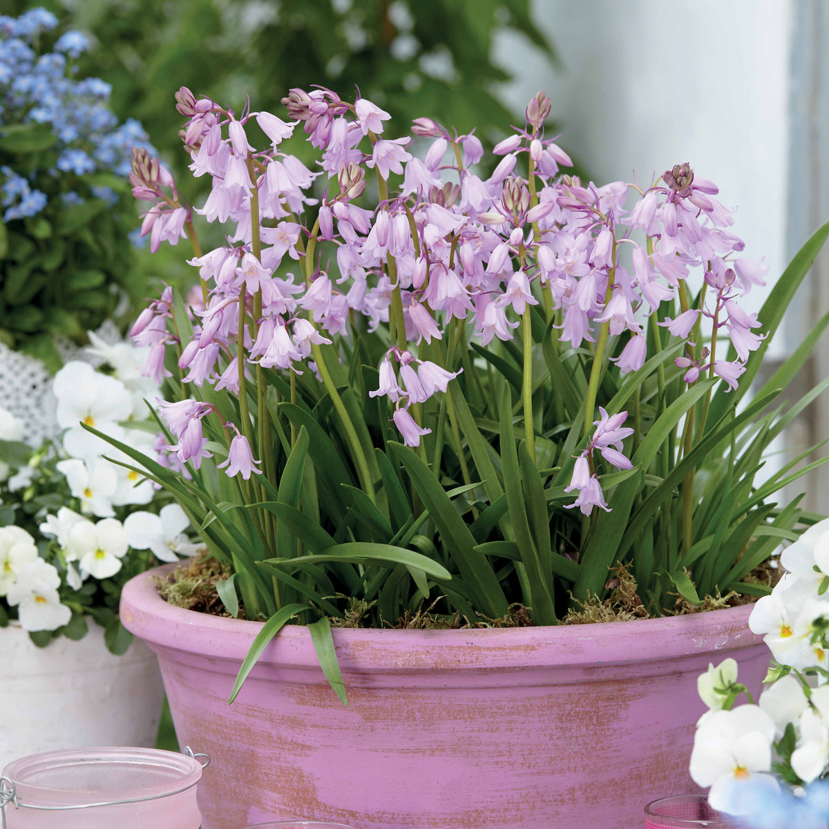 Hyacinthoides gemengd (x10) - Bakker