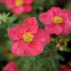 Ganzerik 'Danny Boy' - Potentilla fruticosa danny boy - Heesters