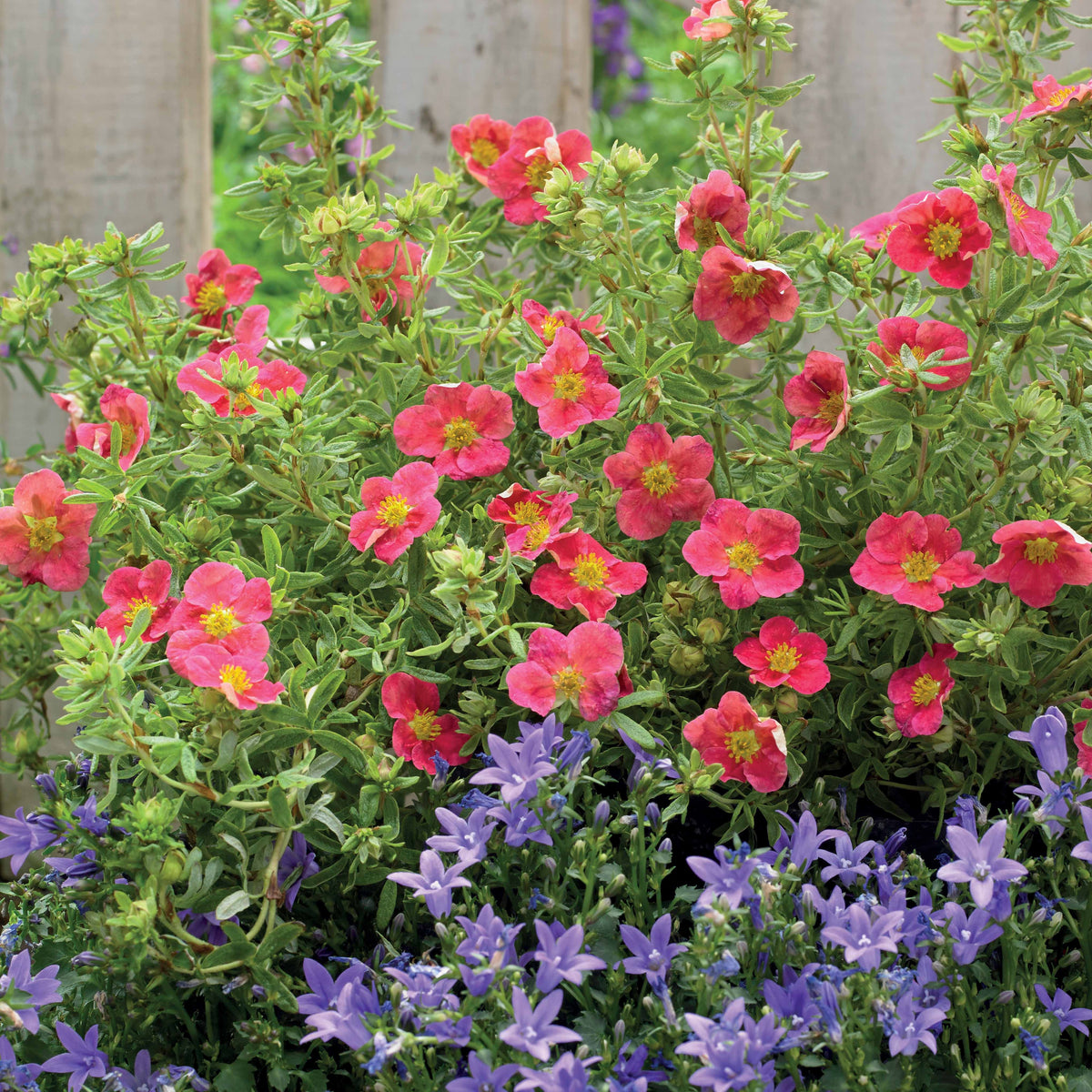 Ganzerik 'Danny Boy' - Potentilla fruticosa danny boy - Bakker