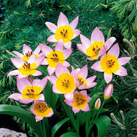 Wildtulpen Bakeri Lilac Wonder (x10) - Tulipa lilac wonder - Bloembollen