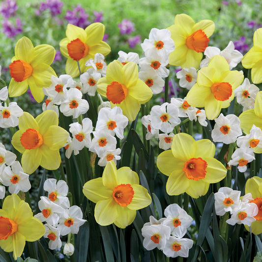 Collectie Narcissen (Red Devon  + Geranium) (x16) - Narcissus (red devon + geranium) - Bloembollen