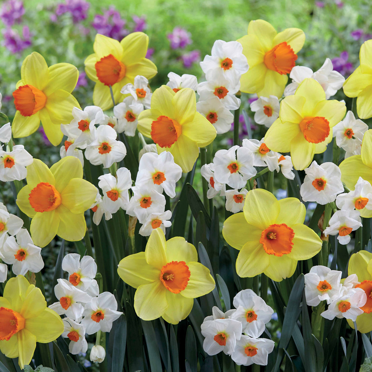 Collectie Narcissen (Red Devon  + Geranium) (x16) - Bakker