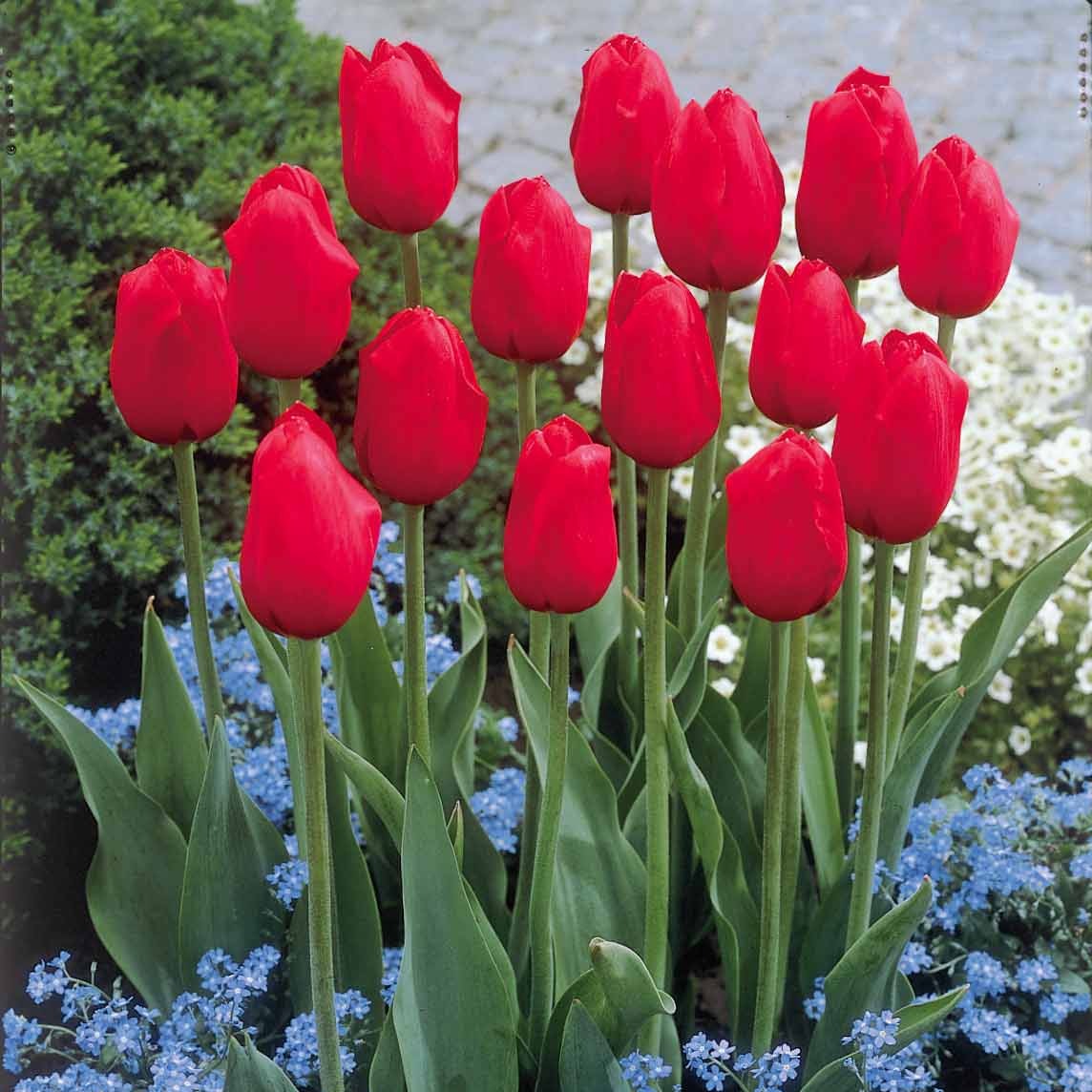 Bloembollen Langstelige tulp rood (x5) - Tulipa | Bakker.com