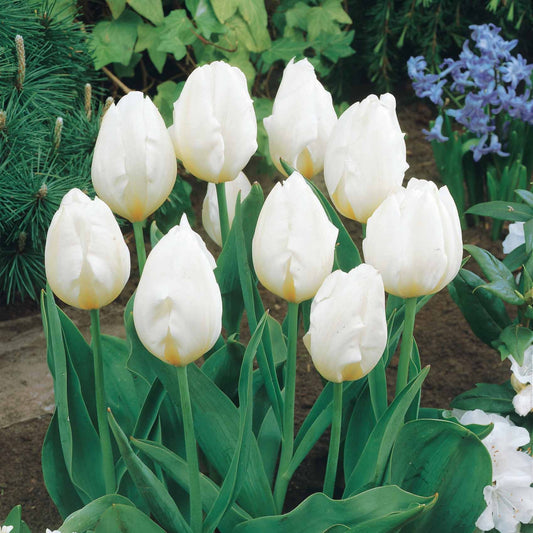 Langstelige tulp wit (x5) - Bakker